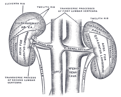 Posterior view of the kidneys.
