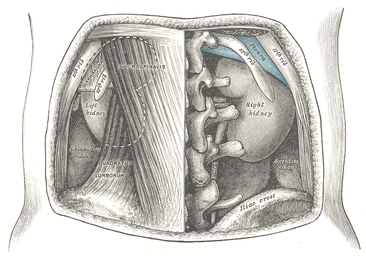 Another view of the kidneys from the back, also from Gray's Anatomy.
