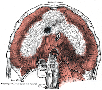 Image of the diaphragm from Gray's 1918 edition of Anatomy of the Human Body