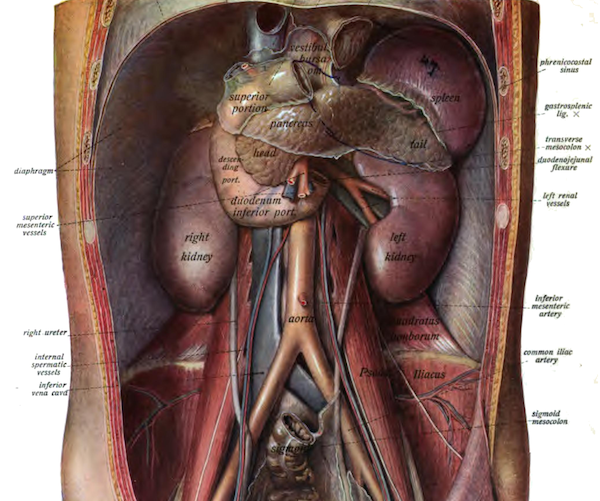 Detail with kidneys from Johannes Sobotta's 1906 Atlas and Textbook of Human Anatomy.