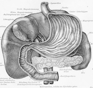 An illustration of the organs — including the stomach, duodenum, liver, gall-bladder, pancreas, and spleen — from the 4th edition (1885-90) of the German language encyclopedia Meyers Konversationslexikon.