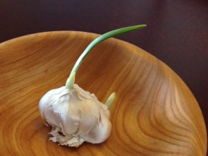 This garlic is pointing toward spring.