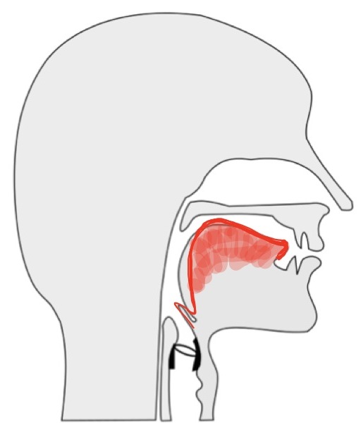 tongue position for the "i" as in "tree" vowel.