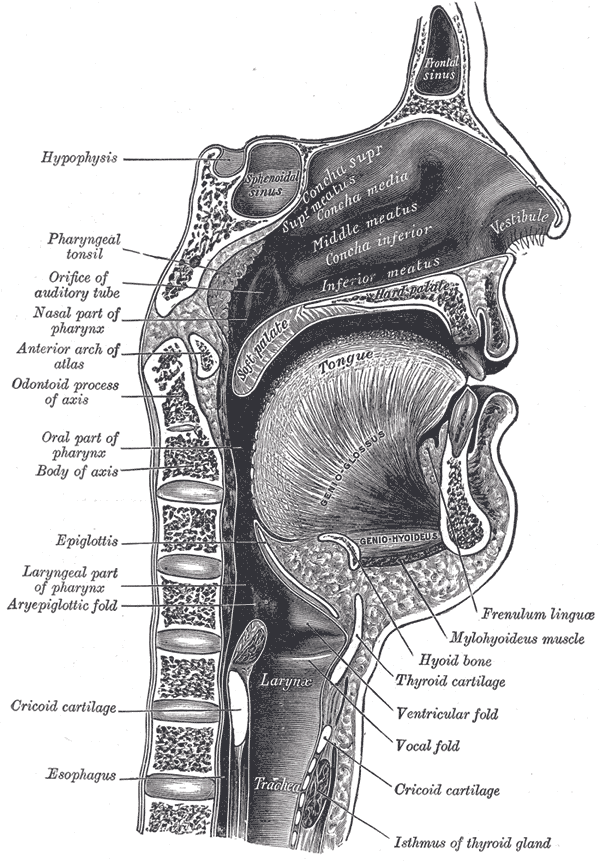 Vocal Tract