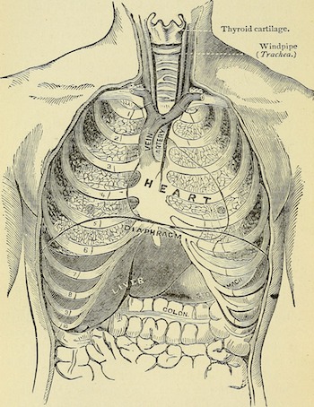 An illustration showing the diaphragm's position relative to the heart lungs (above) and abdominal muscles (below).