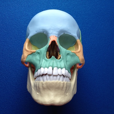 skull model anterior view