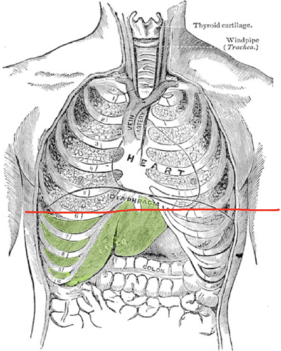 Frederick Garbit illustration of thorax and abdomen, with the liver highlighted.