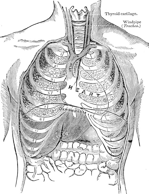 Illustration of the organs of the thorax and upper abdomen from Frederick Garbit's 1880 <em> The woman's medical companion and guide to health</em>.