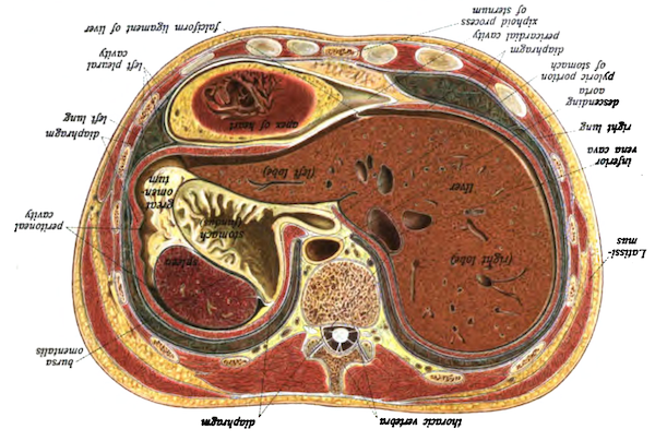 Cross-section of the abdomen oriented to help you understand your own body.
