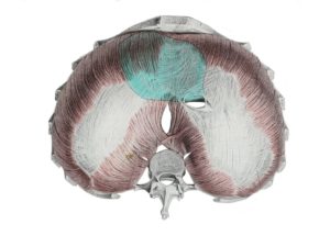 Diaphram - superior view showing where heart attaches