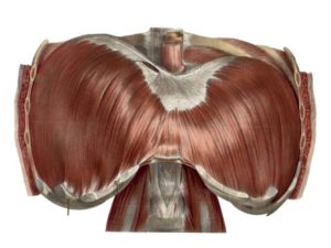 Anterior view of the Diaphragm.