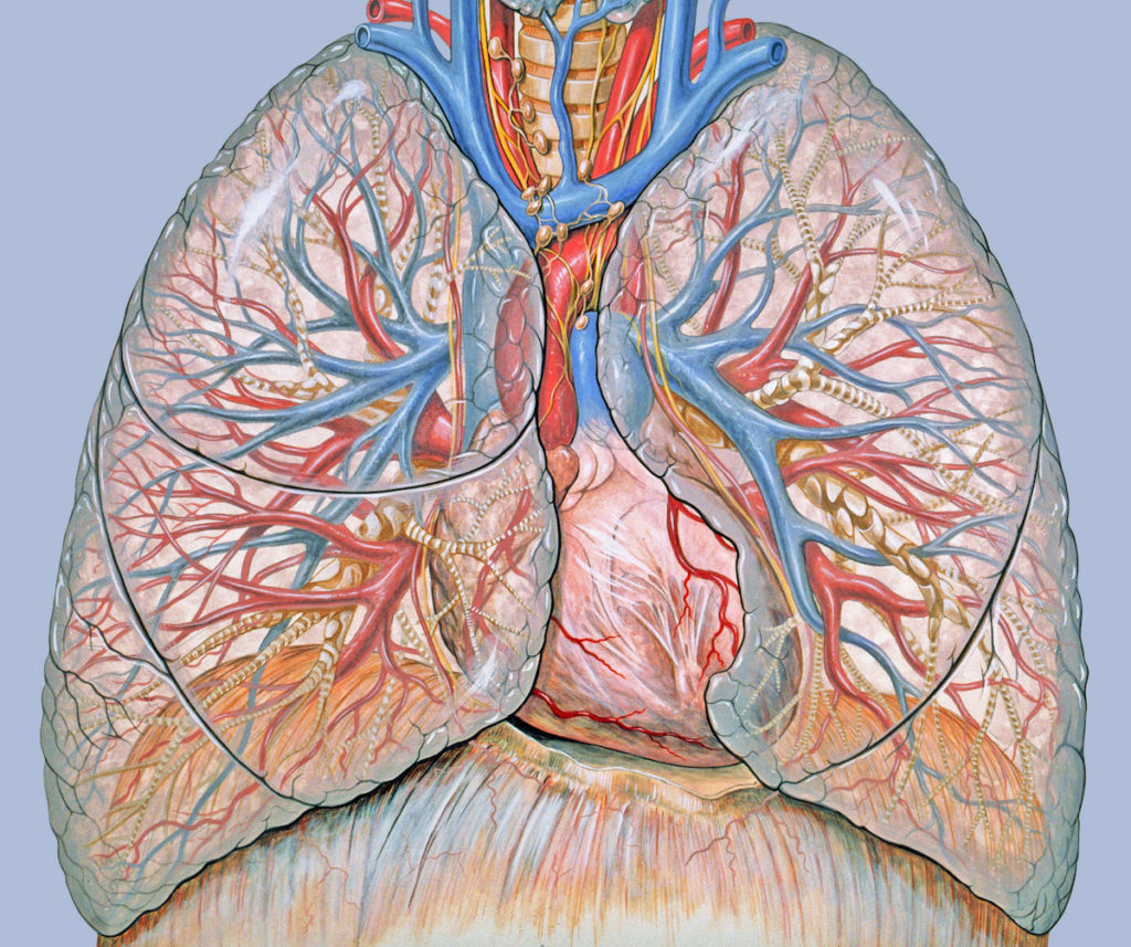 Illustration of the diaphragm and the thorax, including heart and lungs.
