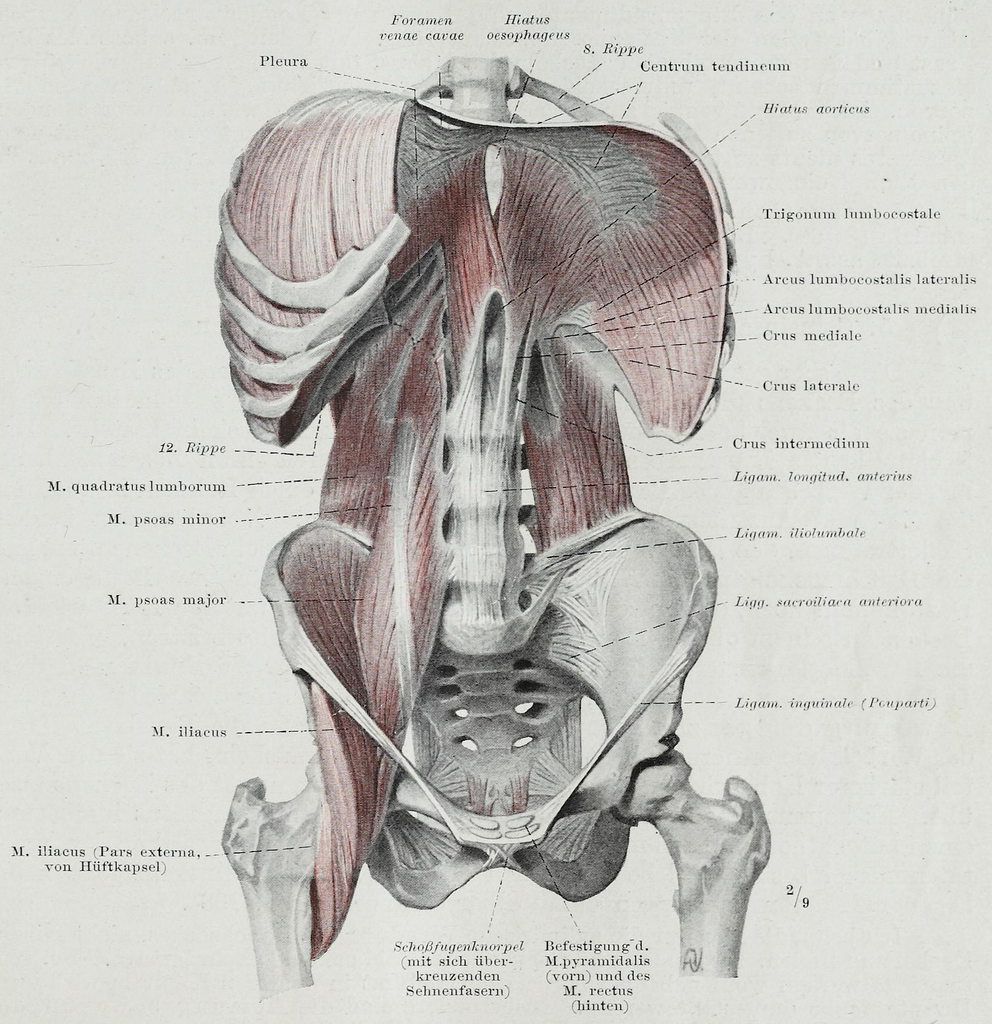 Illustration of the diaphragm in situ from Hermann Braus' 1921 book Anatomie des Menschen.
