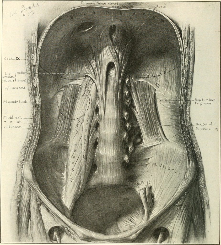 Illustration of the diaphragm in situ by Max Brödel, from Howard Atwood Kelly's 1922 book Diseases of the kidneys, ureters and bladder, with special reference to the diseases of women